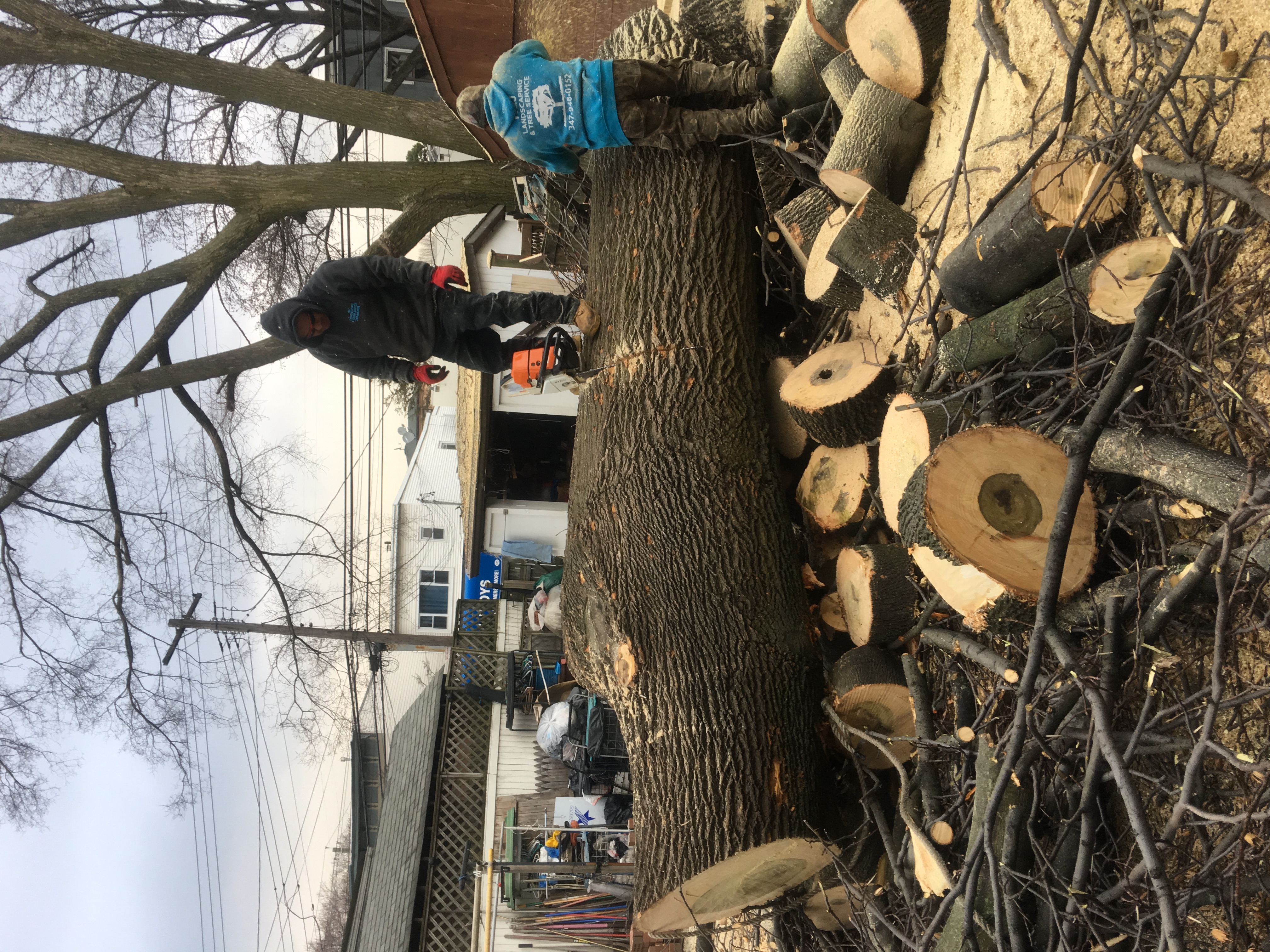 Safe Tree Removal